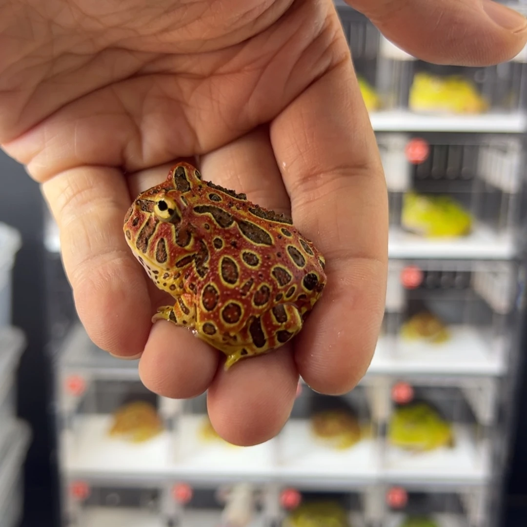 角蛙全红钟角蛙4-5