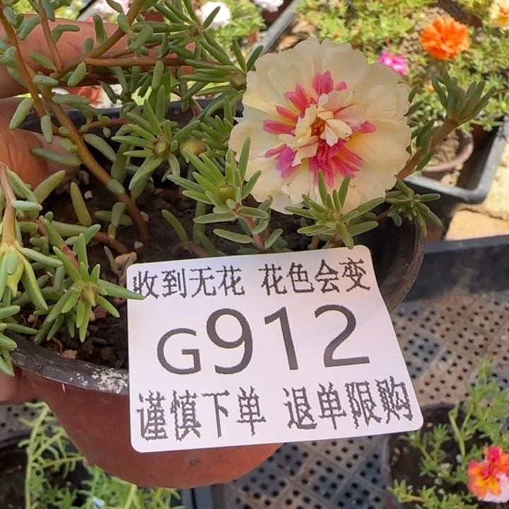 无花朵G912超小苗盆口10cm可能有虫