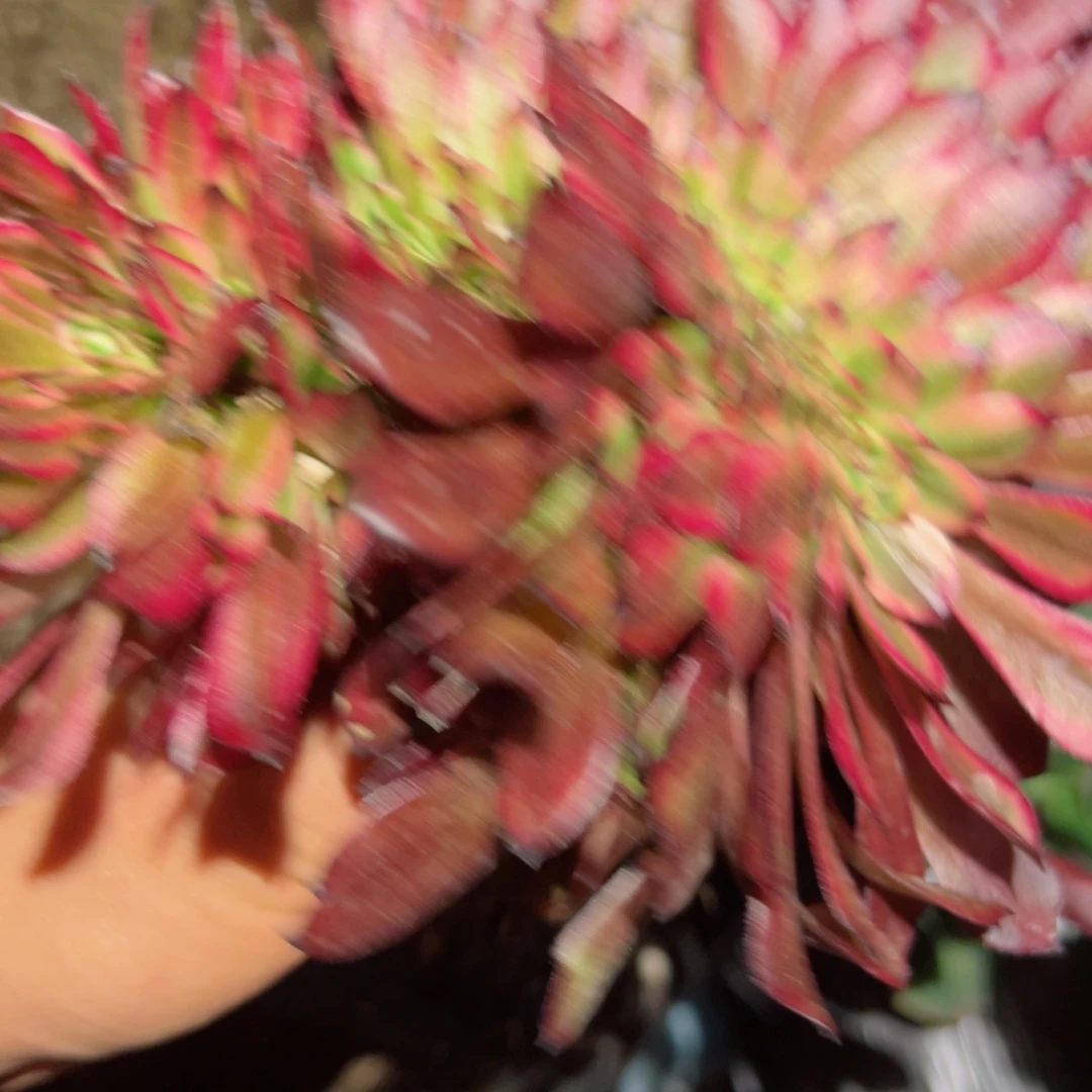 924 号多肉植物法师