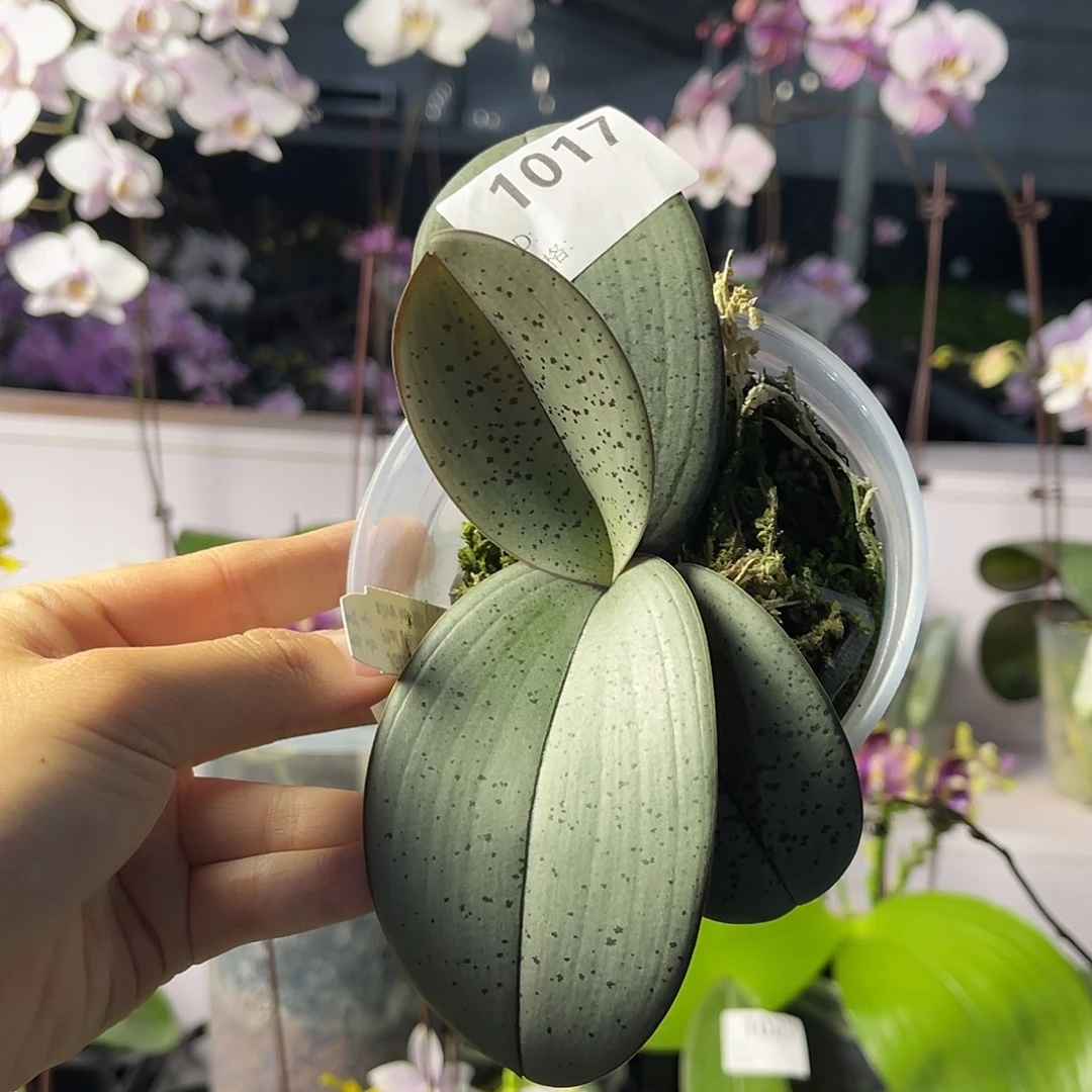 大量花朵（建议范围：8朵-15朵 或40%以上）编号1017银叶西