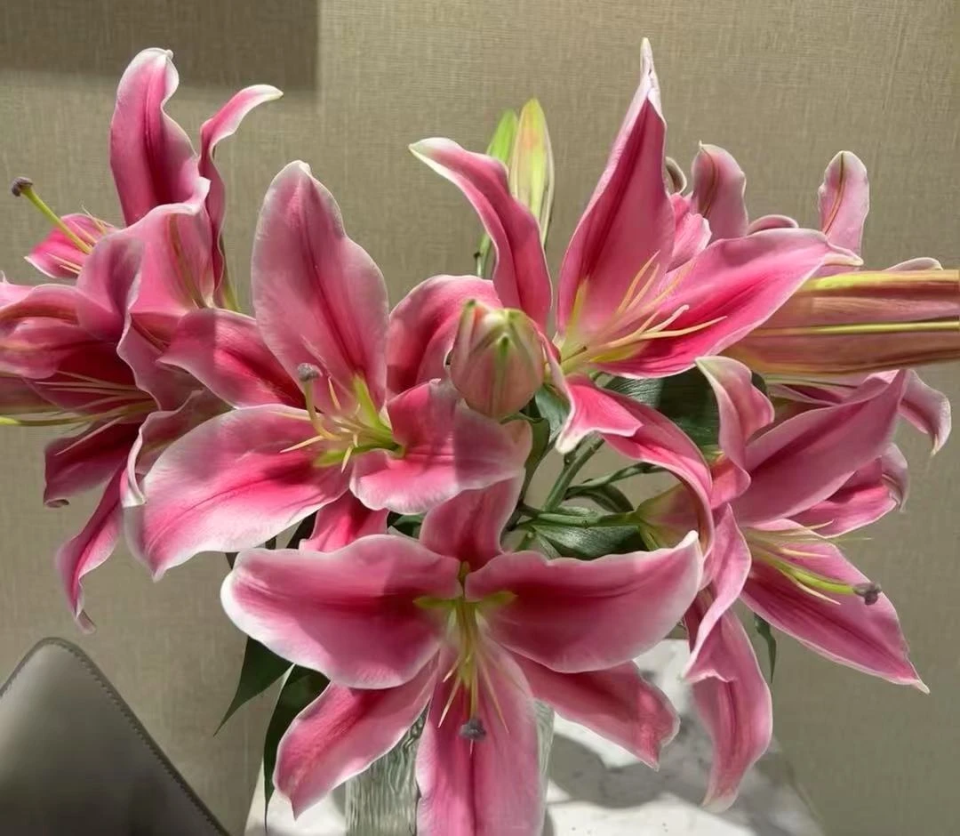 进口百合花种球1颗