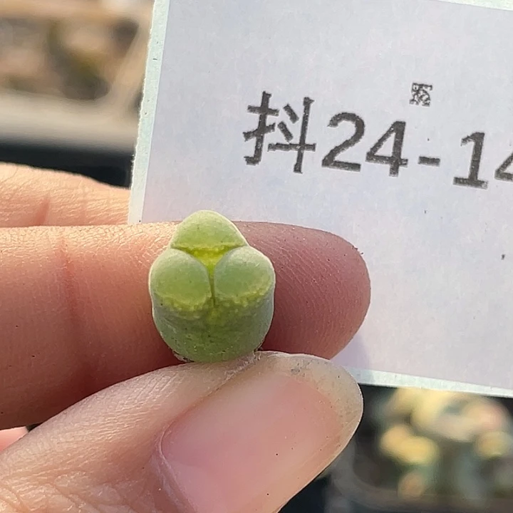 24-148风铃多肉植物