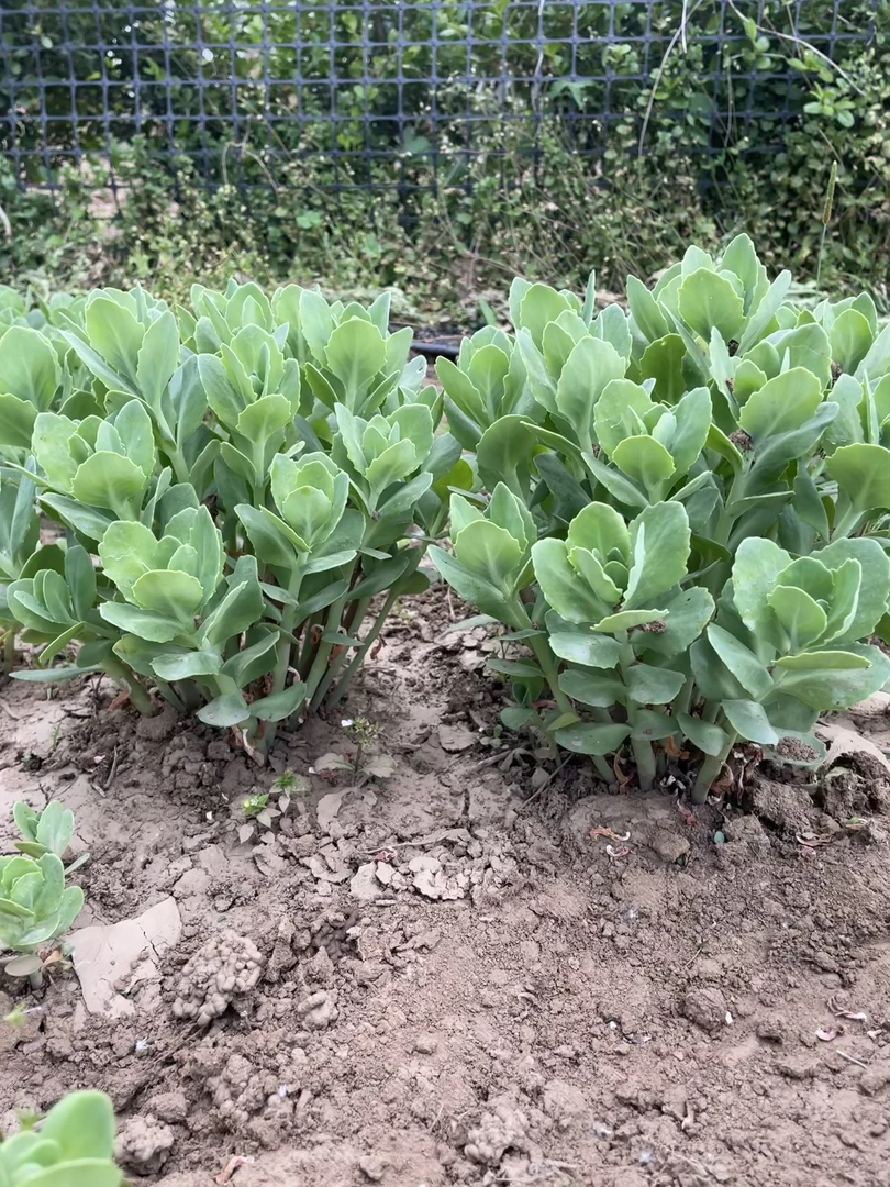 八宝景天多年生耐寒耐热秋季开花植物