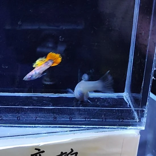 孔雀鱼26马晶塔虎斑圆尾一对