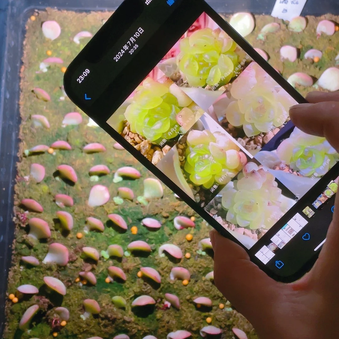 相柳 芝麻苗一个满25包邮