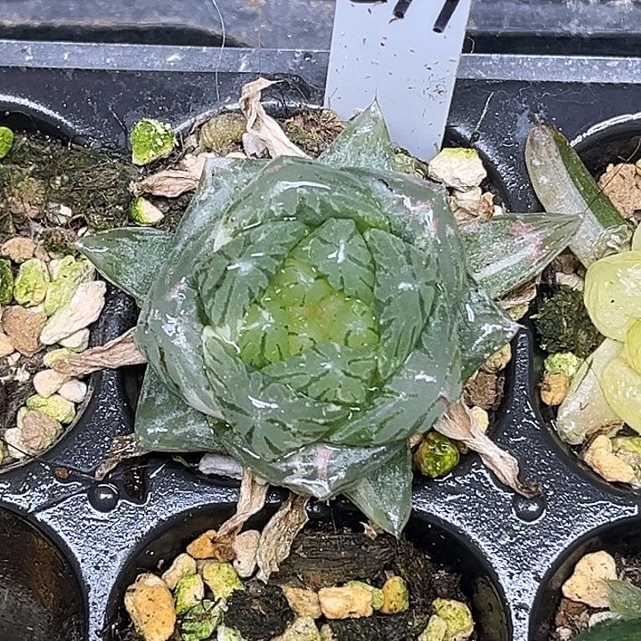 279巨大化变异龙鳞玉露锦脱土发货