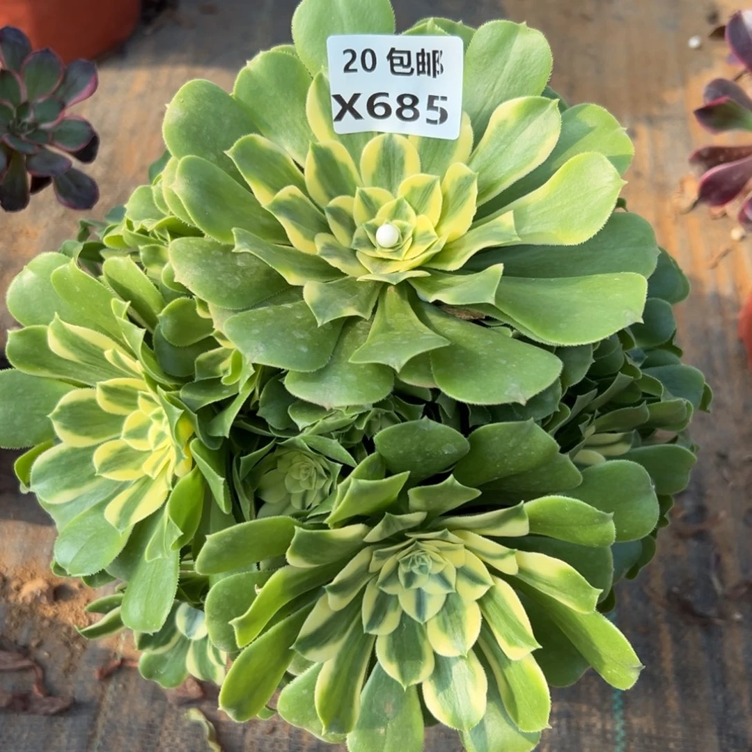 685新尼亚，满20包邮嘟叮熊