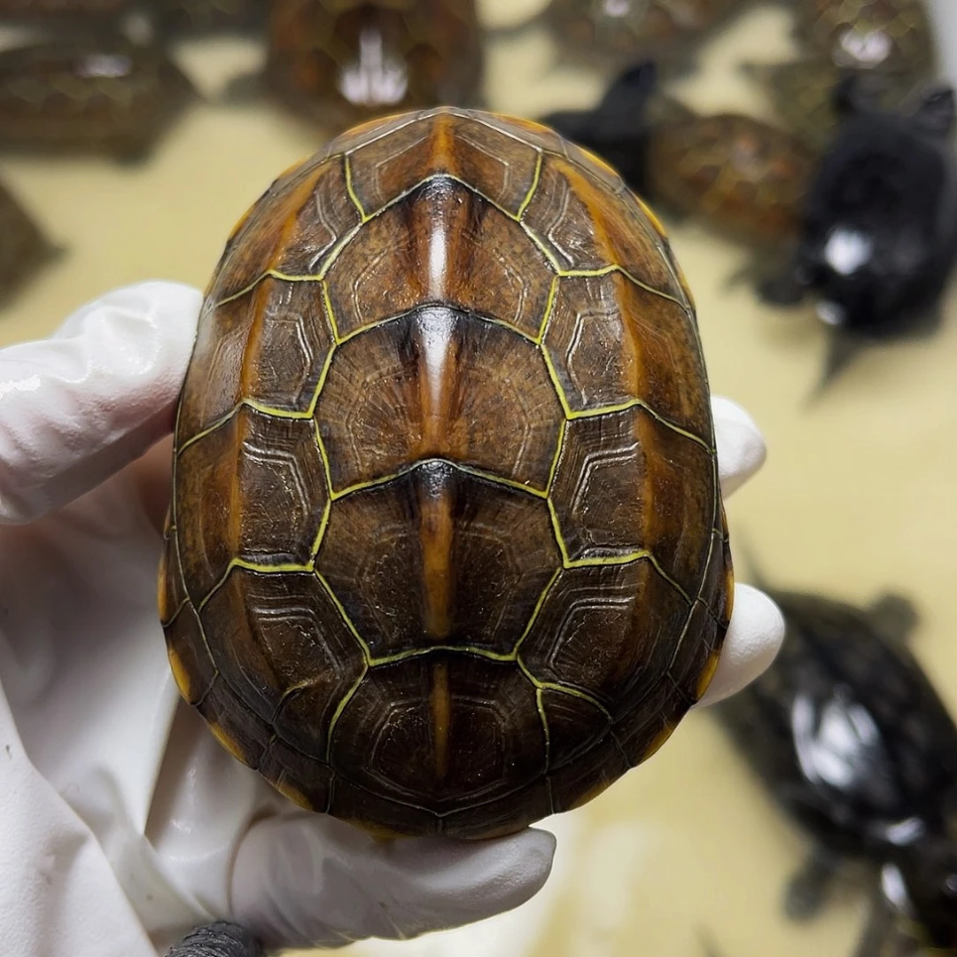 中华草龟公母搭配1237866