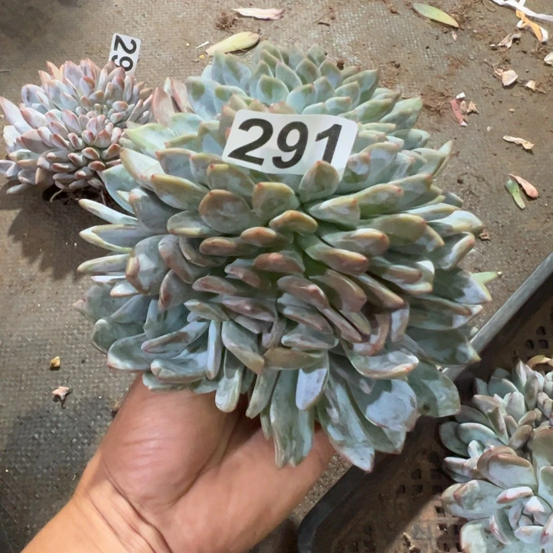 闹***绪291橙梦露橙梦露橙梦露