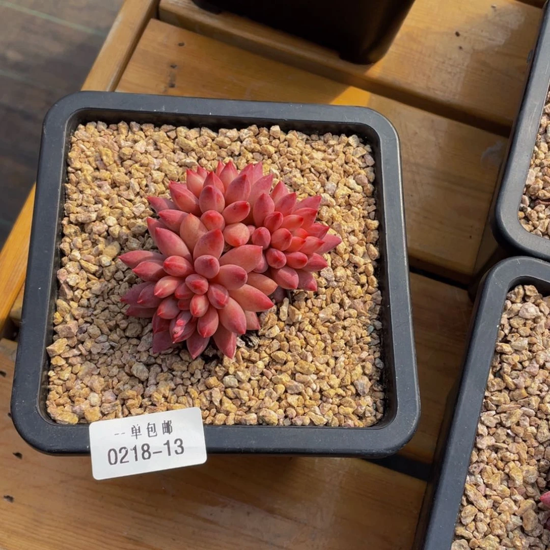 留****你0218-13-虞美人。。。。。。