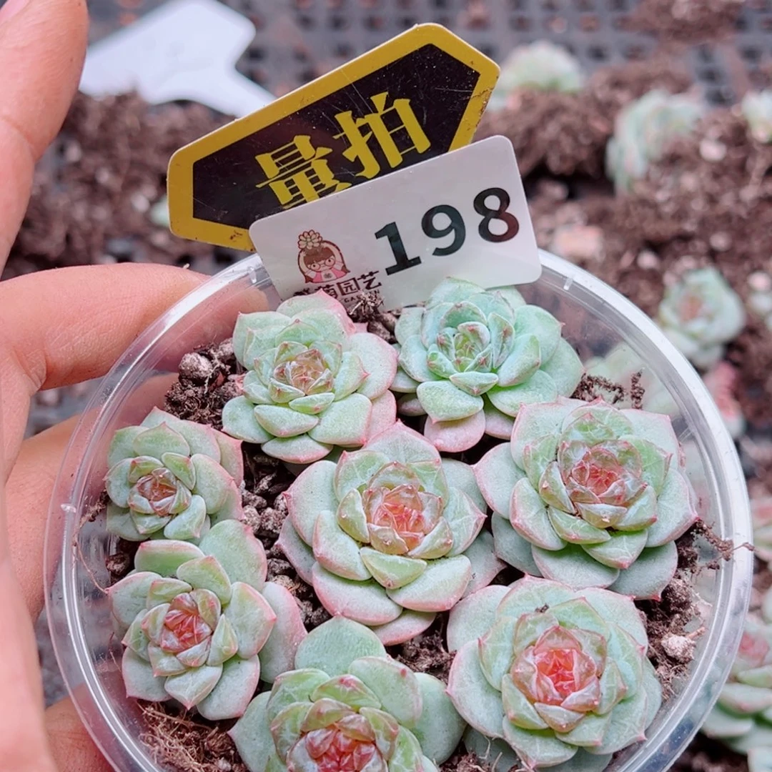 多肉植物多肉植物