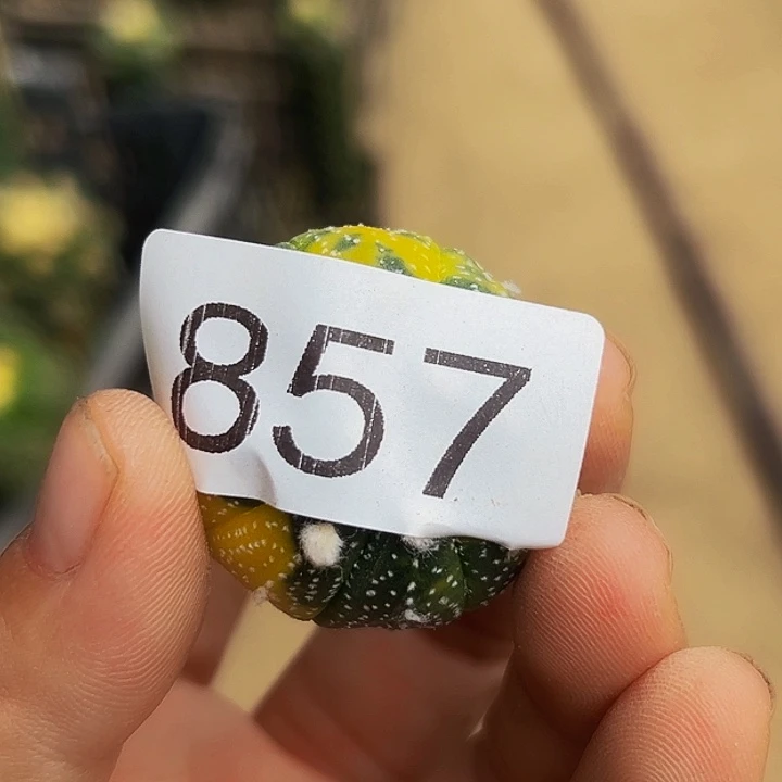 李***哥无花朵散班兜锦857
