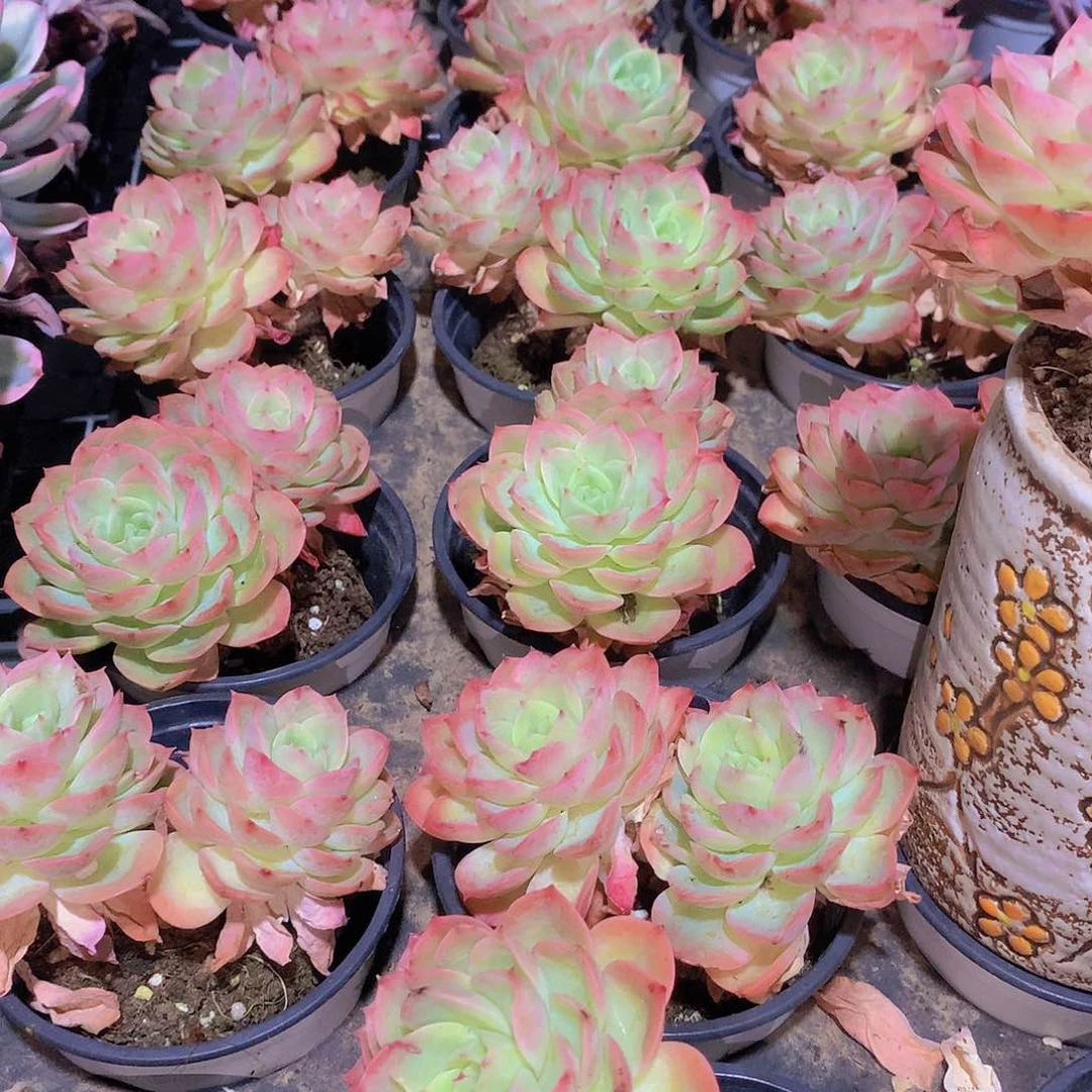 新娜搭2456789990000