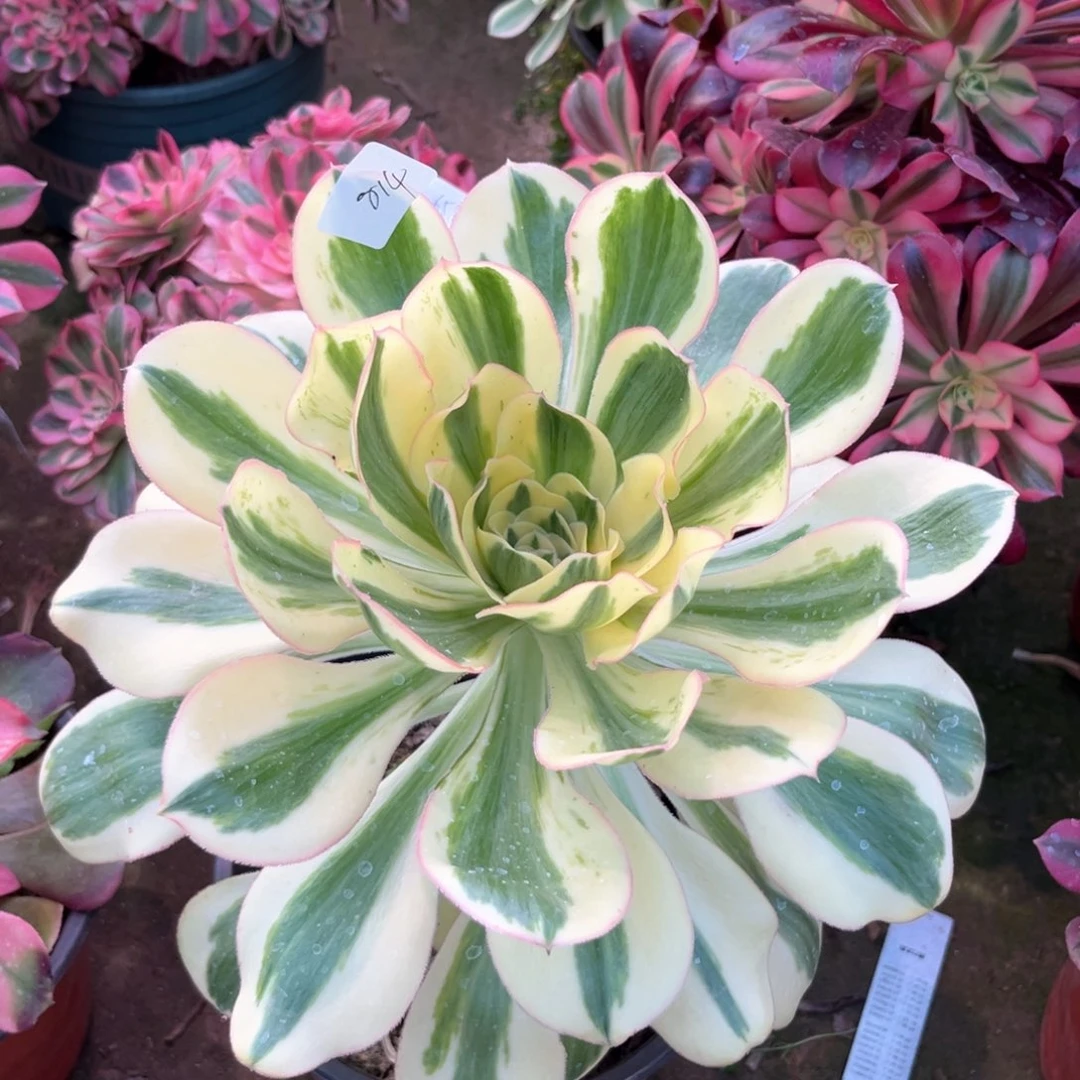 多肉植物燕姿814