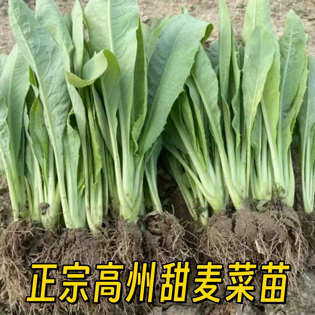 正宗高州甜麦菜容易养活带泥发货阳台庭院楼顶白梗新鲜蔬菜四季