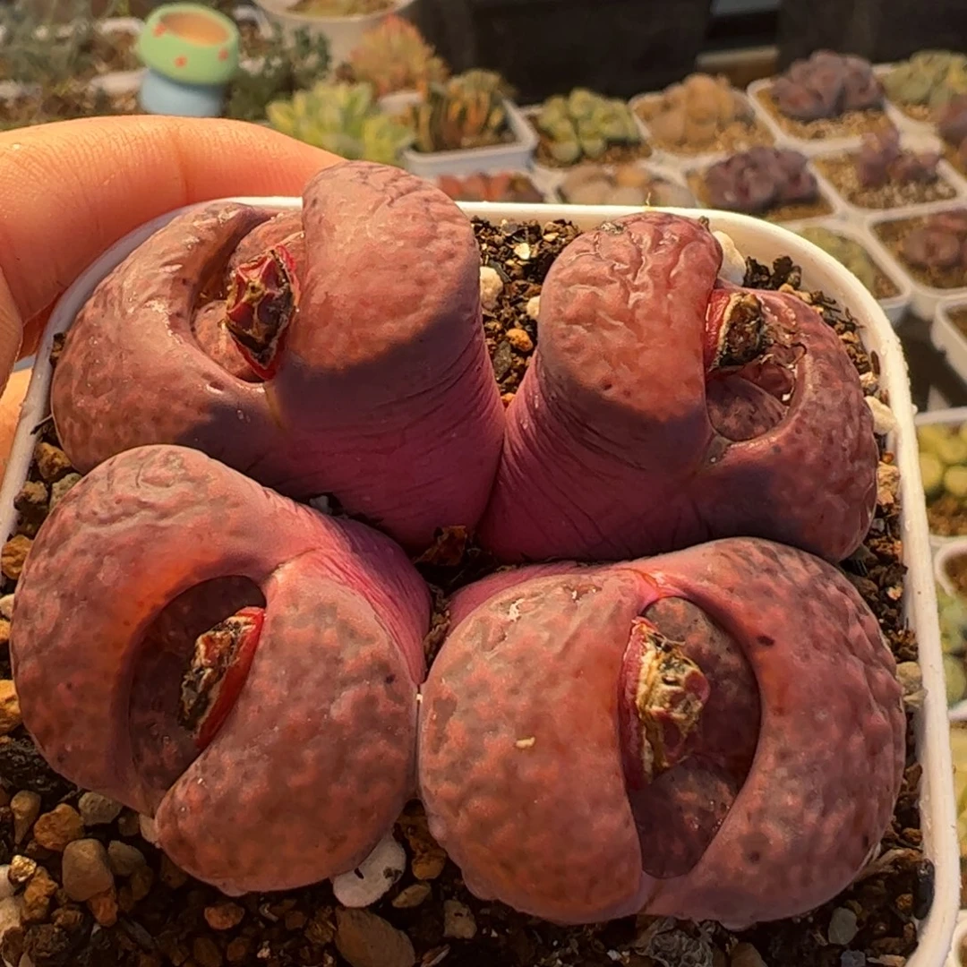 8年血红石榴多肉植物百科