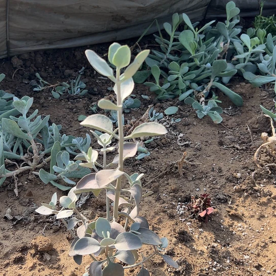 多肉植物艾莎公主