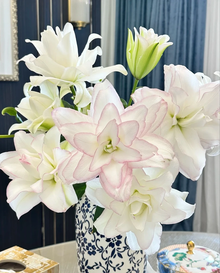 【优选A级】冰美人--重瓣百合 【上色程度据当地气温而定】