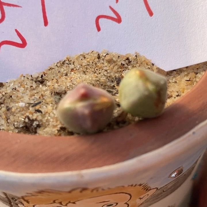 2413两颗一组一组