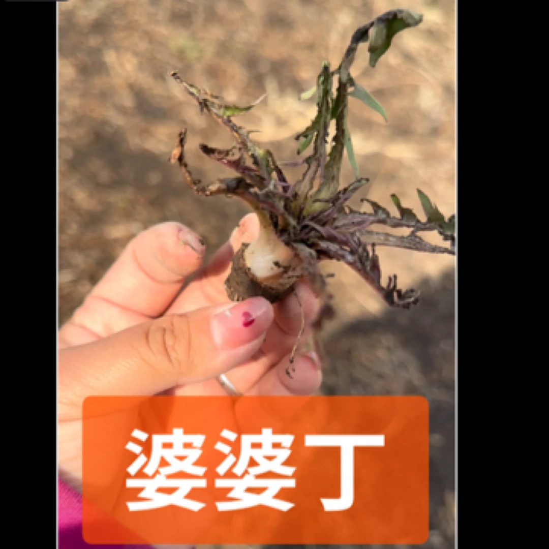 大地婆婆丁 嘎嘎好吃