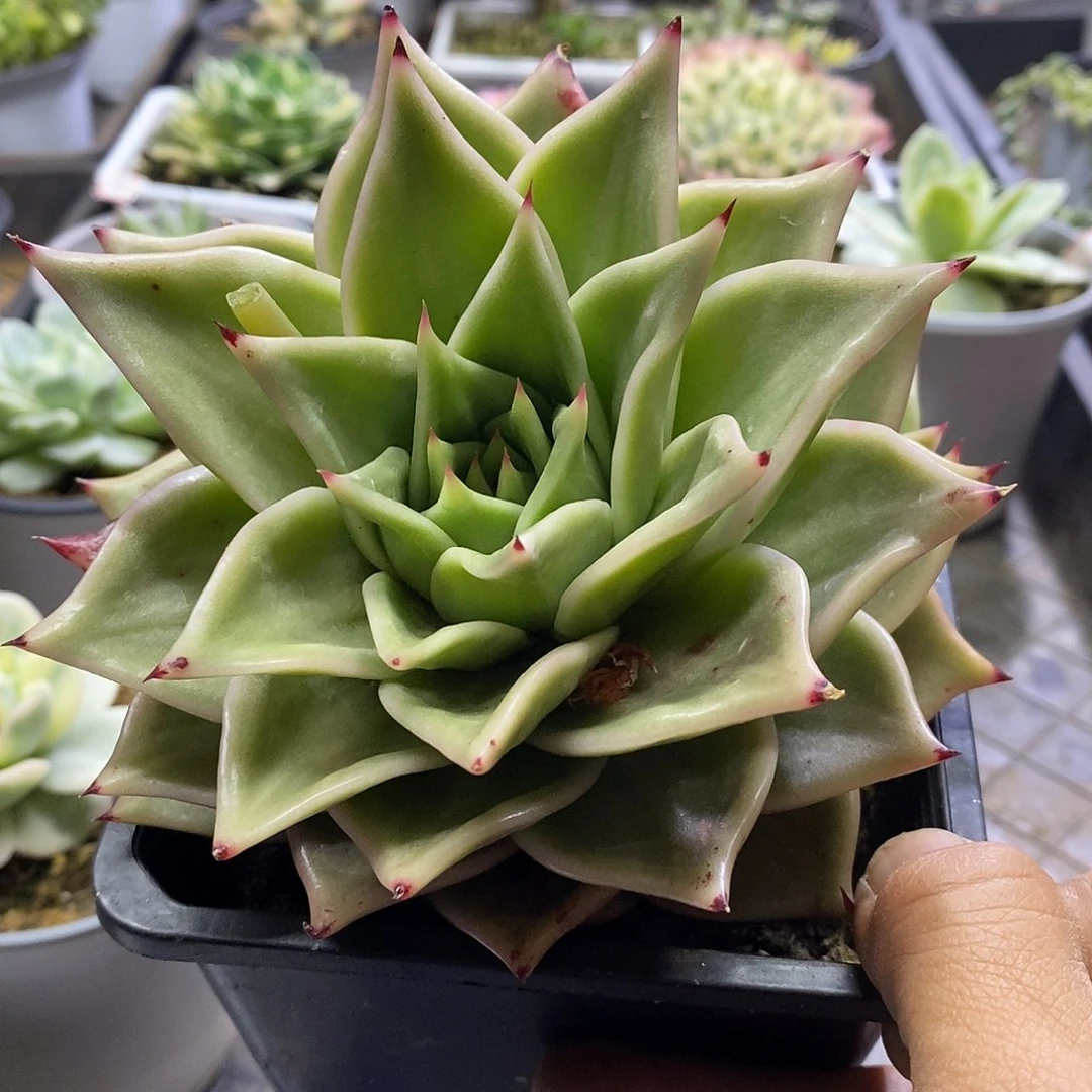 0449星星锦多肉植物