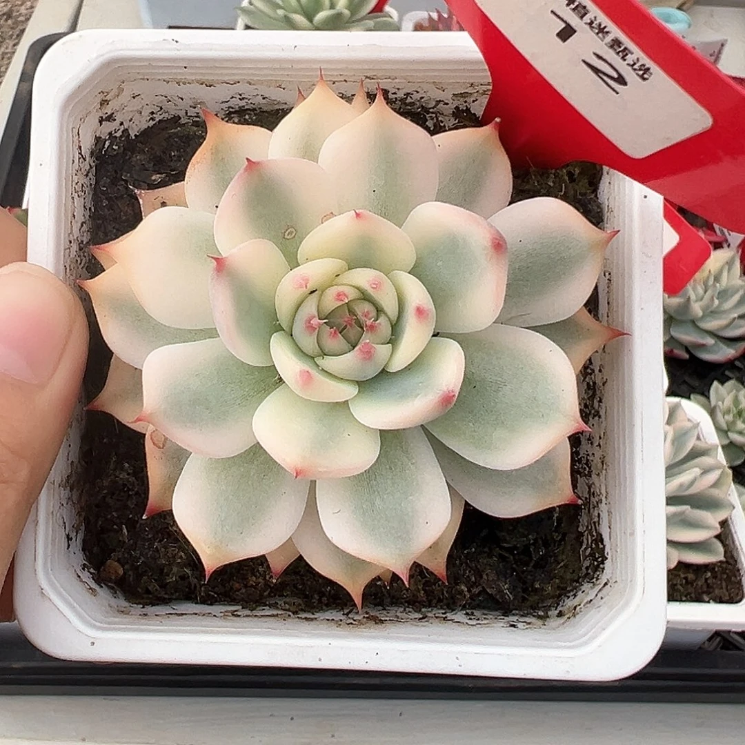 12号吉娃娃锦多肉植物