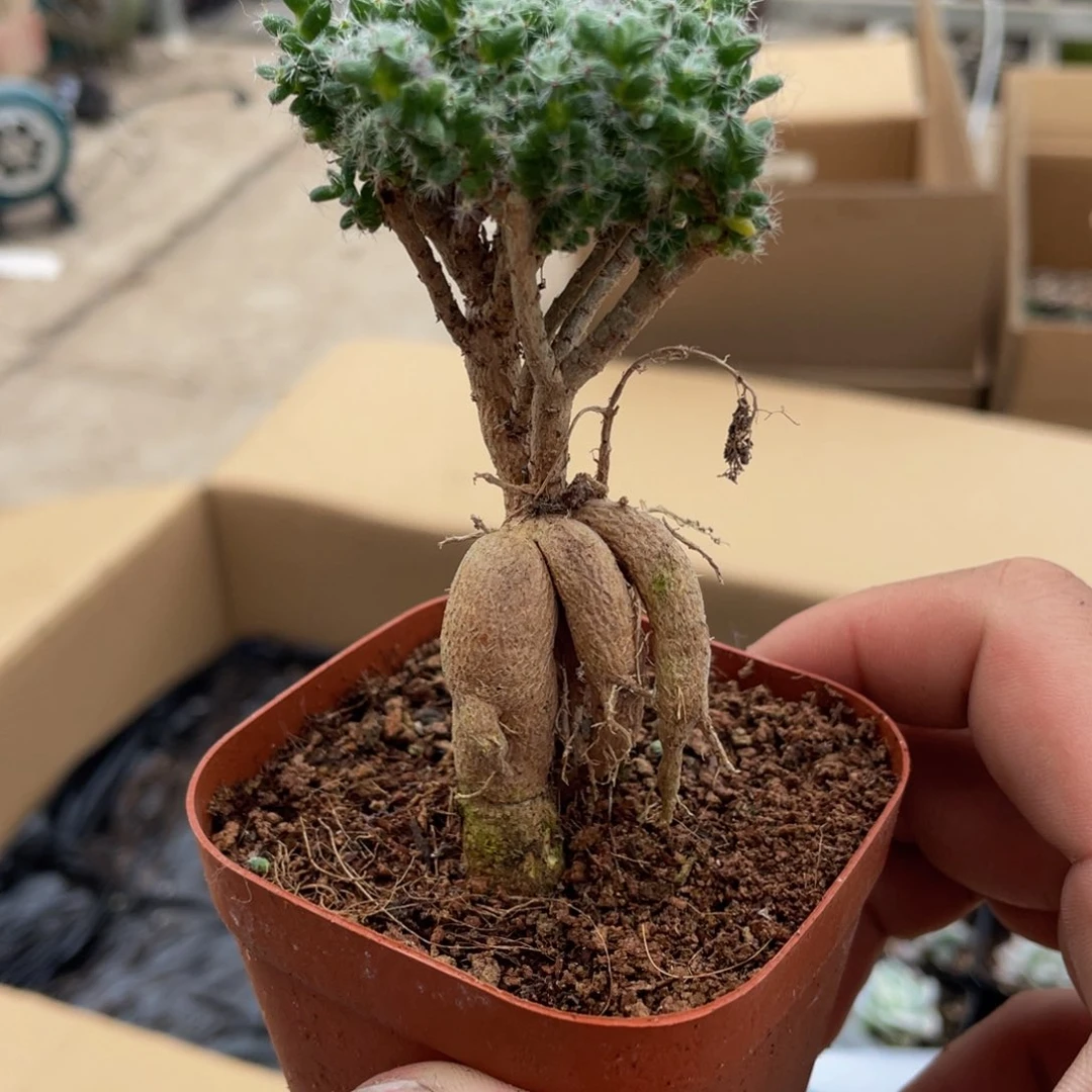 姬红小松多肉9.9包邮发货