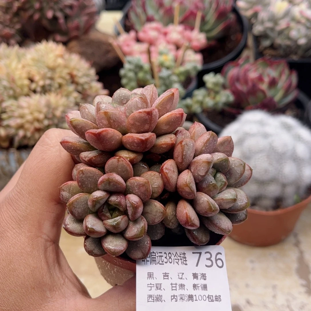 736葡萄德华多肉