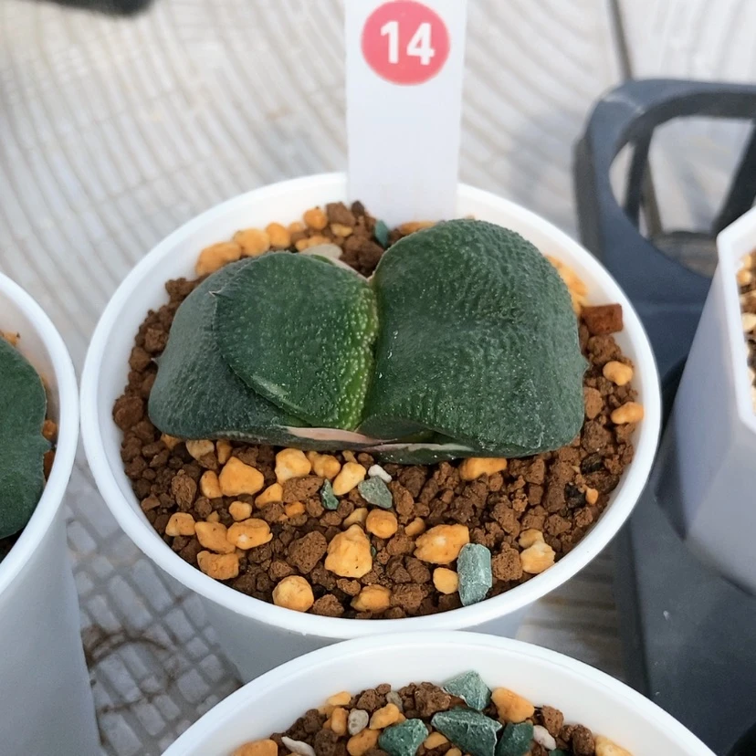 【闪购商品】卧牛4颗14