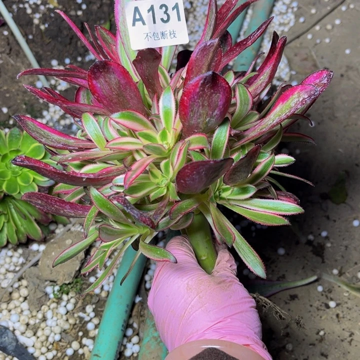 131香奶奶量多肉法师不包断枝