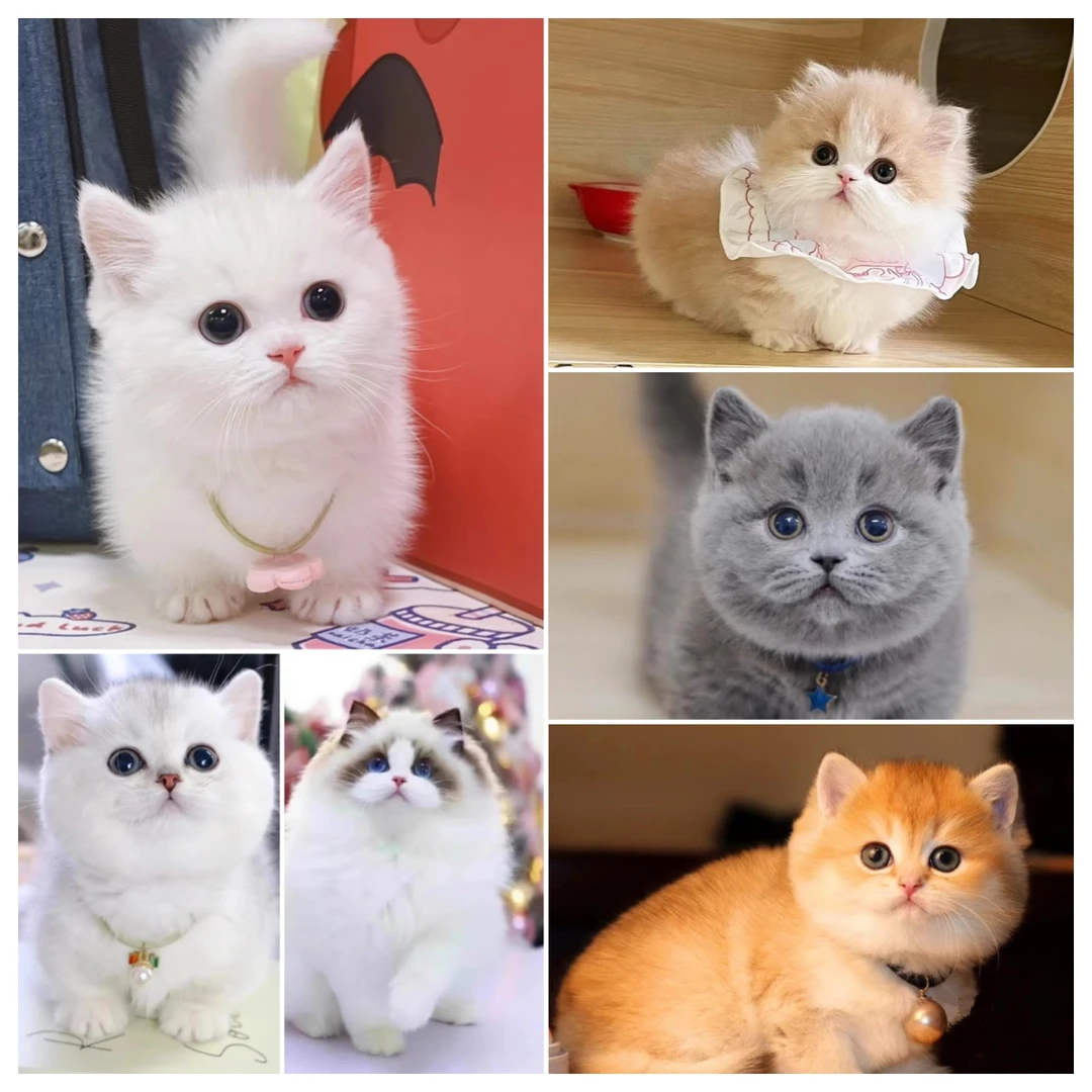 【宠聚缘 猫咪1】全品种  金渐层猫  布偶猫 缅因猫  蓝猫 德文猫