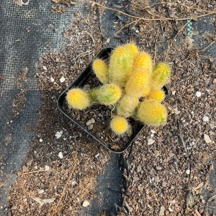 矮胖白檀仙人掌带锦519