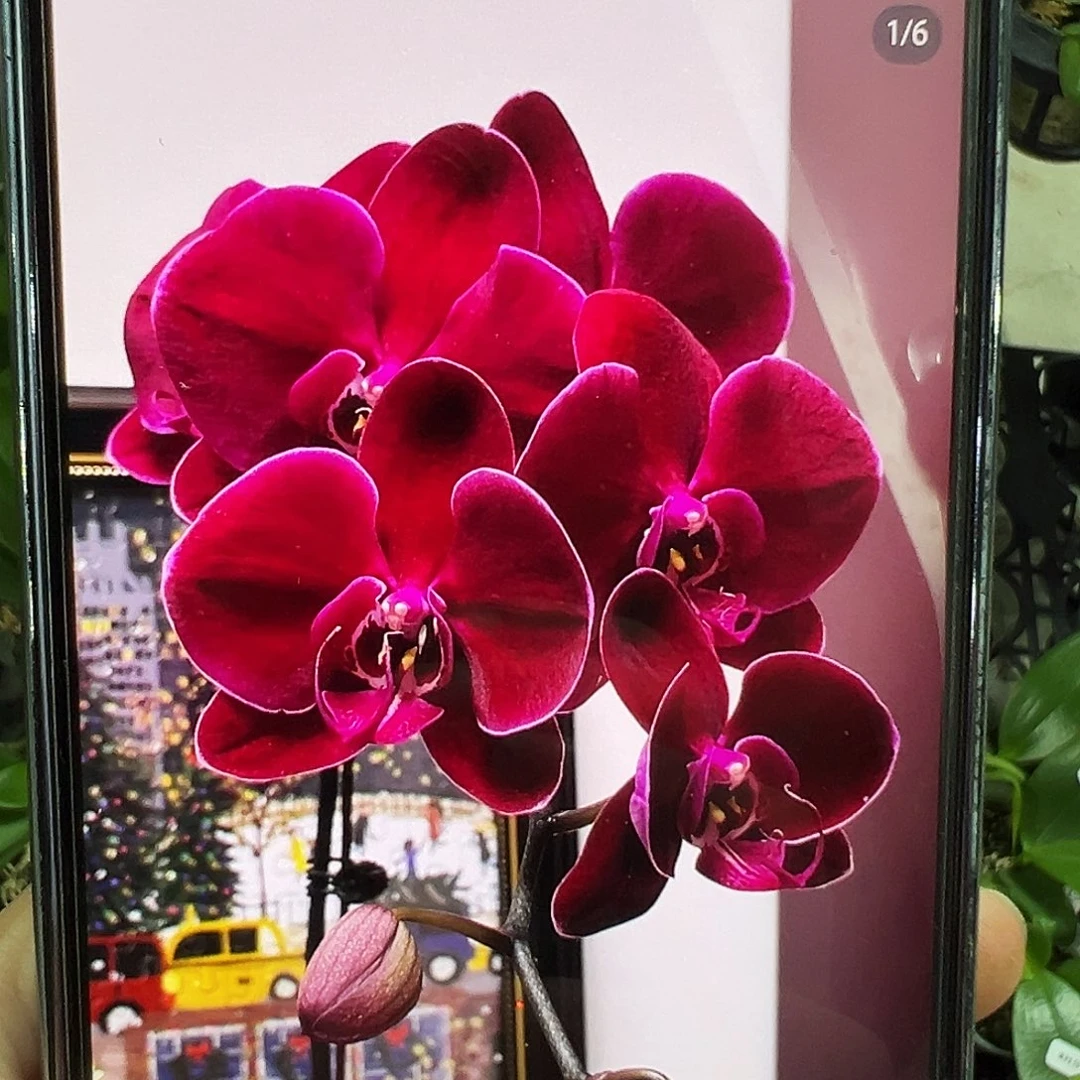 当前无花栽培后可以开花1.7牛记黑脸，凑单发货