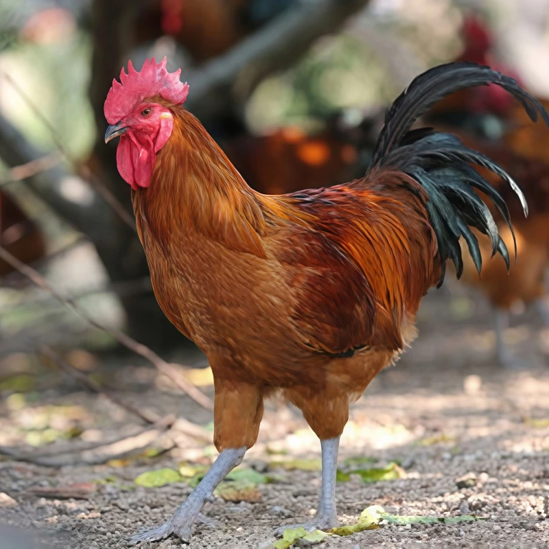 【3只装】 农家散养童子鸡走地鸡净重约6-7斤顺丰包邮冷链发货到家