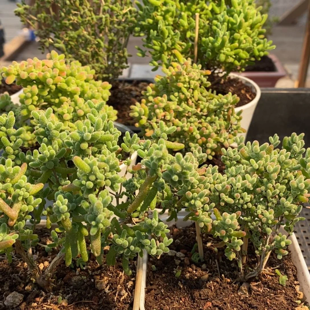 枝干番杏多肉植物114