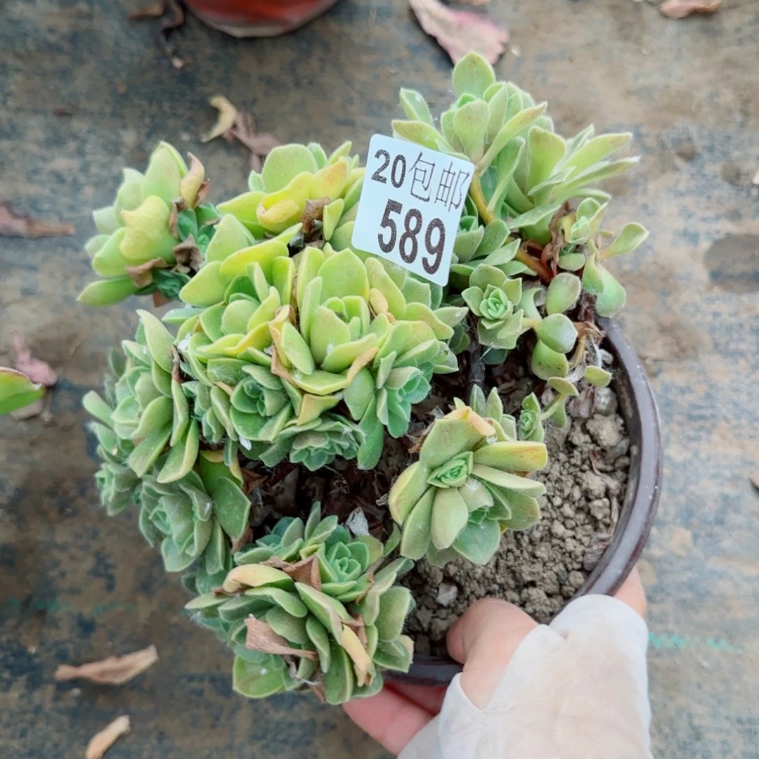 冰绒多肉589满20包邮断枝不包