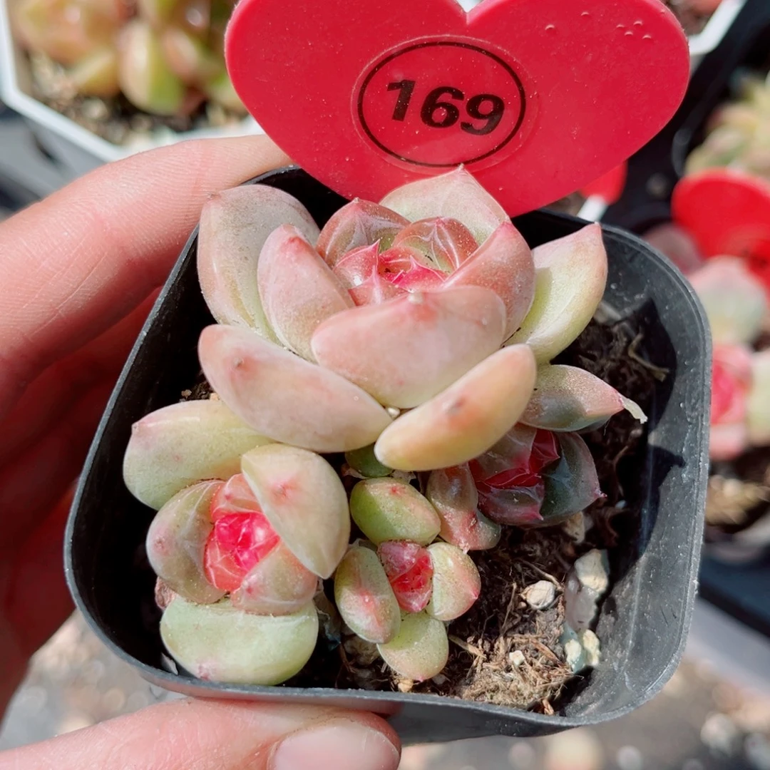 169号小老桩珍妮群