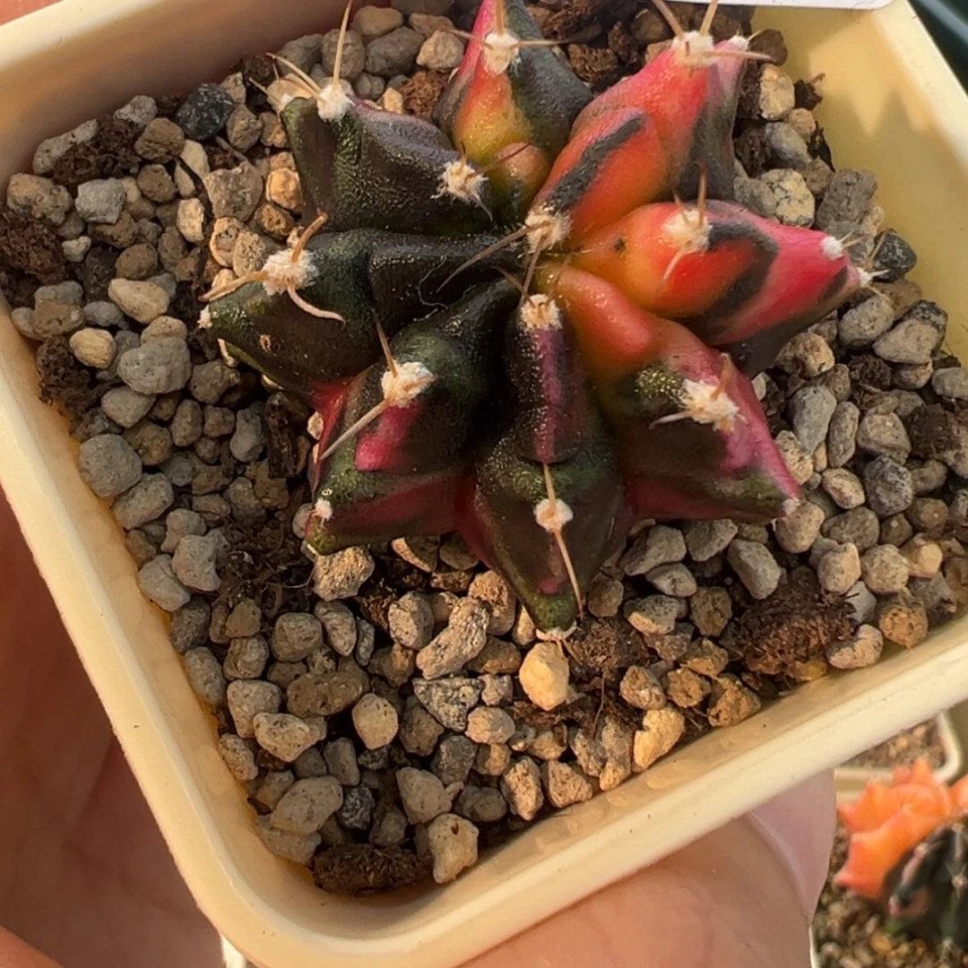 698 好看的米哈冲冲冲