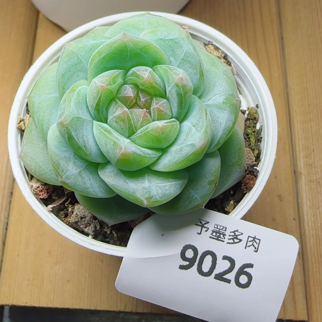 孤品糖心，9026多肉植物