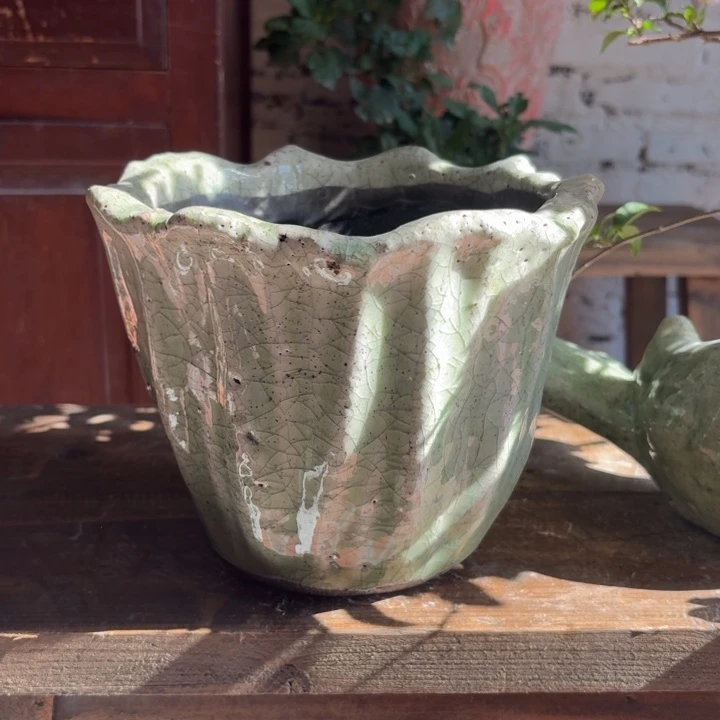 许纯的花房 绿色花瓣大号
