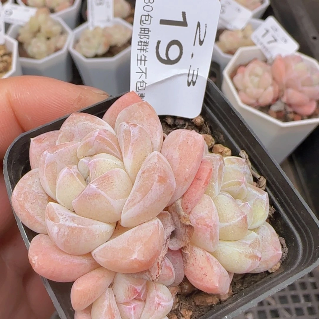 三头冰玉一颗脱土发货