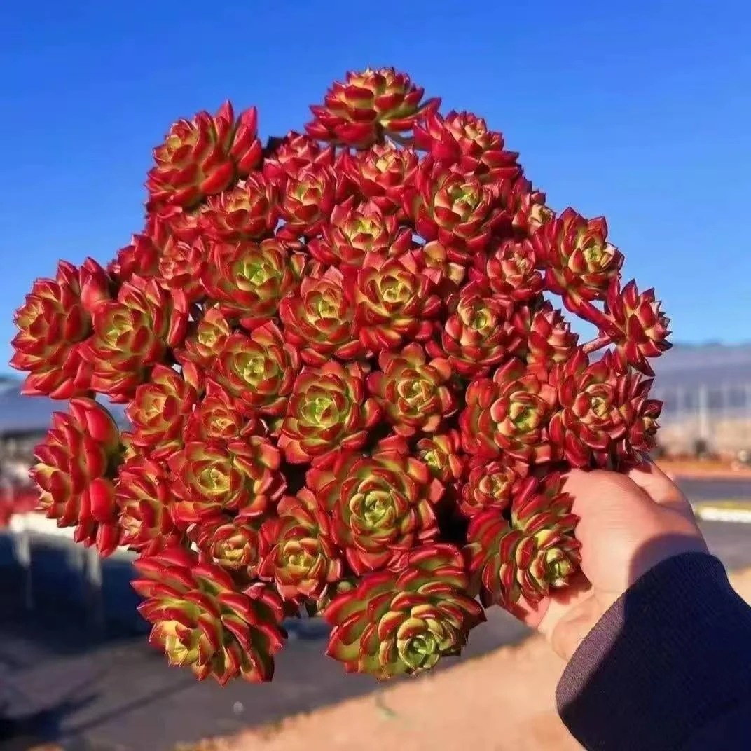 挚爱 蒂亚玫瑰【需要收缩打包展开尺寸20公分起】多肉