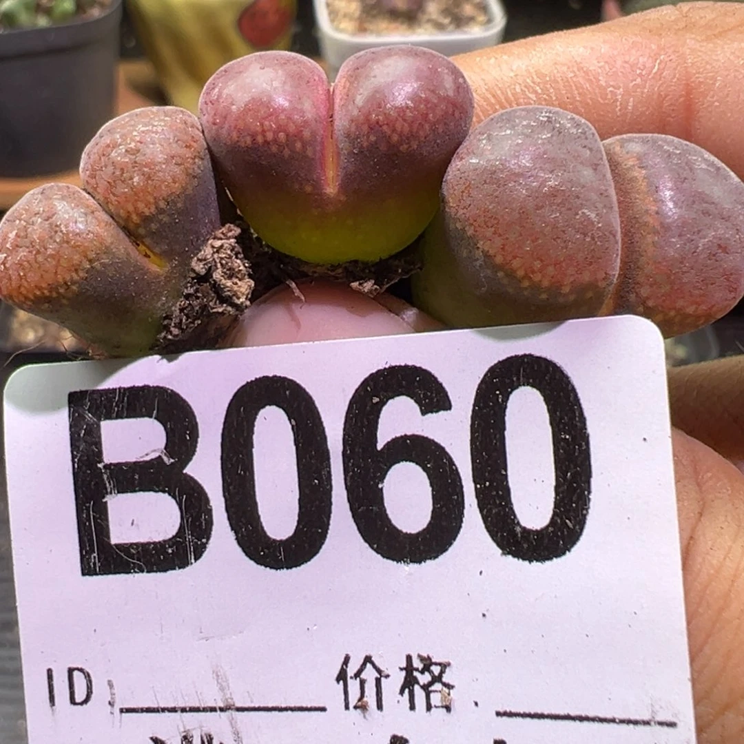 多肉植物1111111111111