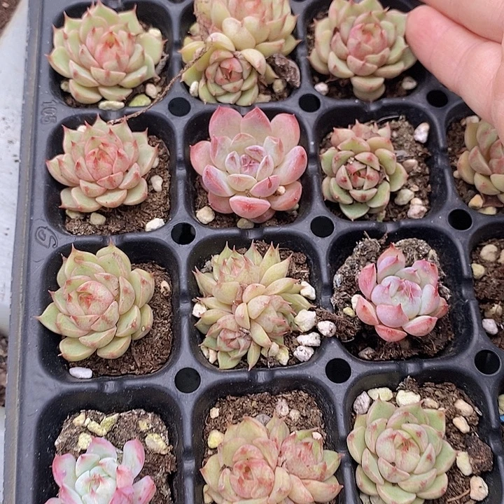 151 多肉植物盆栽植物