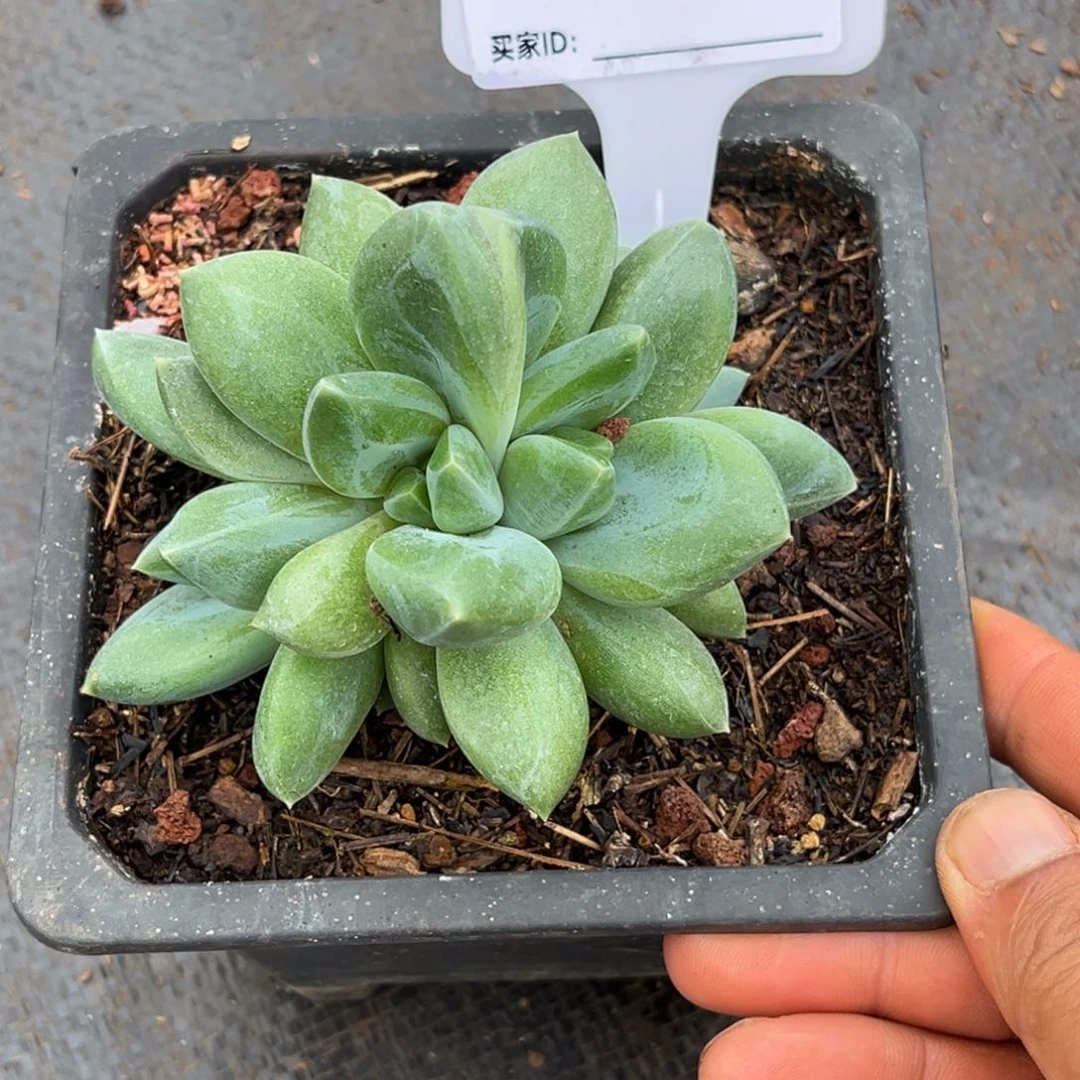 四头朵朵重楼282号