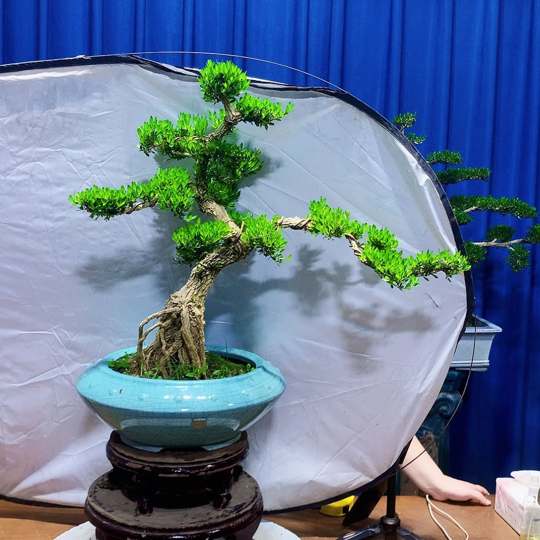 灯****无花朵黄杨盆景一物一拍