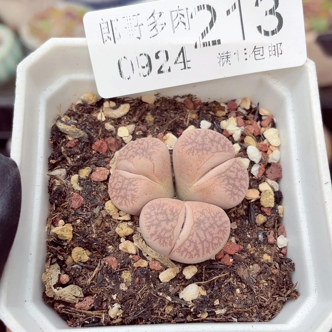 生石花满18包邮0924-213