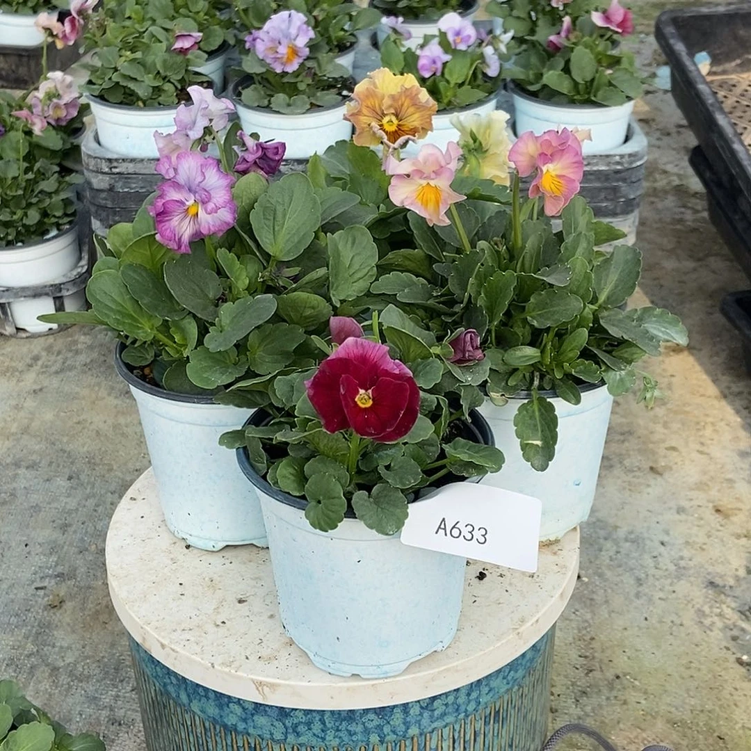 大部分花苞少量开放633