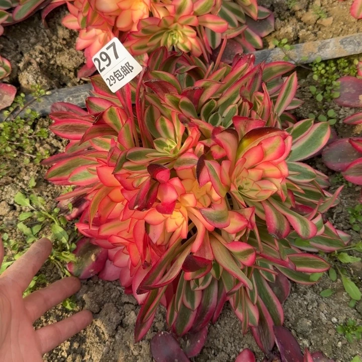 美杜……多肉植物……