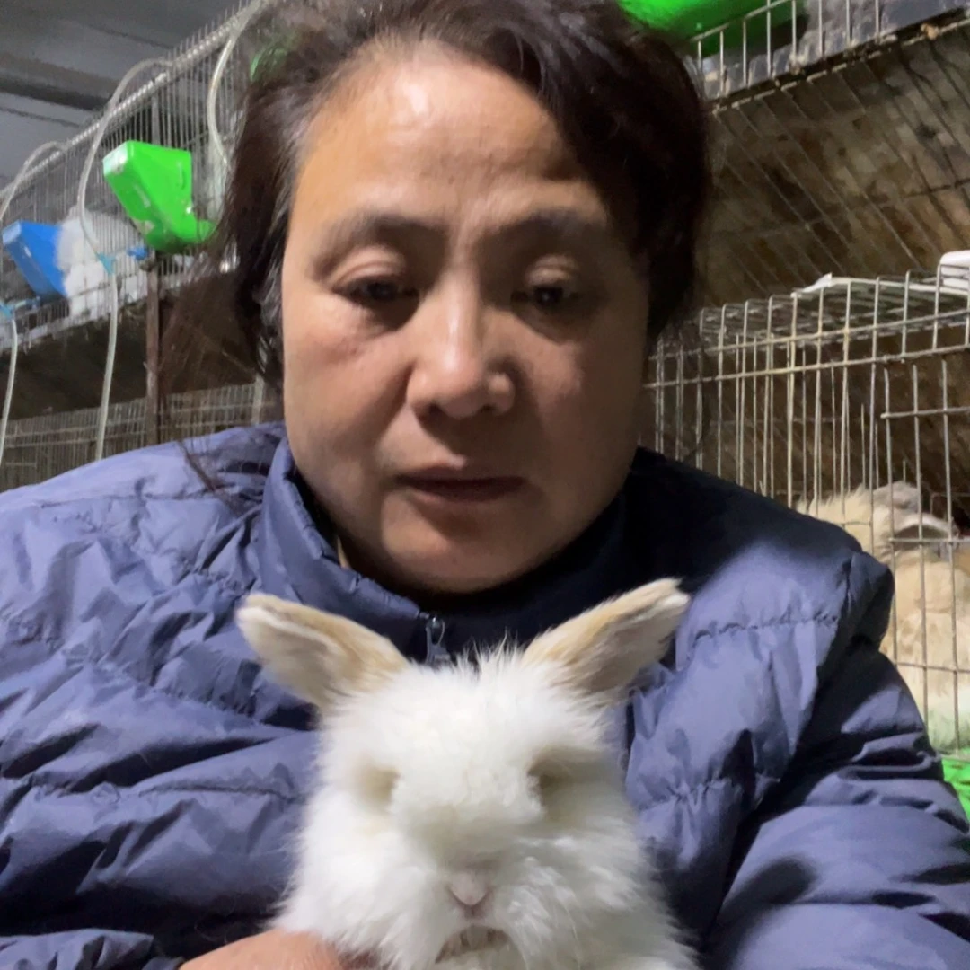 宠物兔英系安哥拉兔